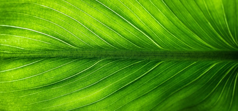 Eco-friendly fashion