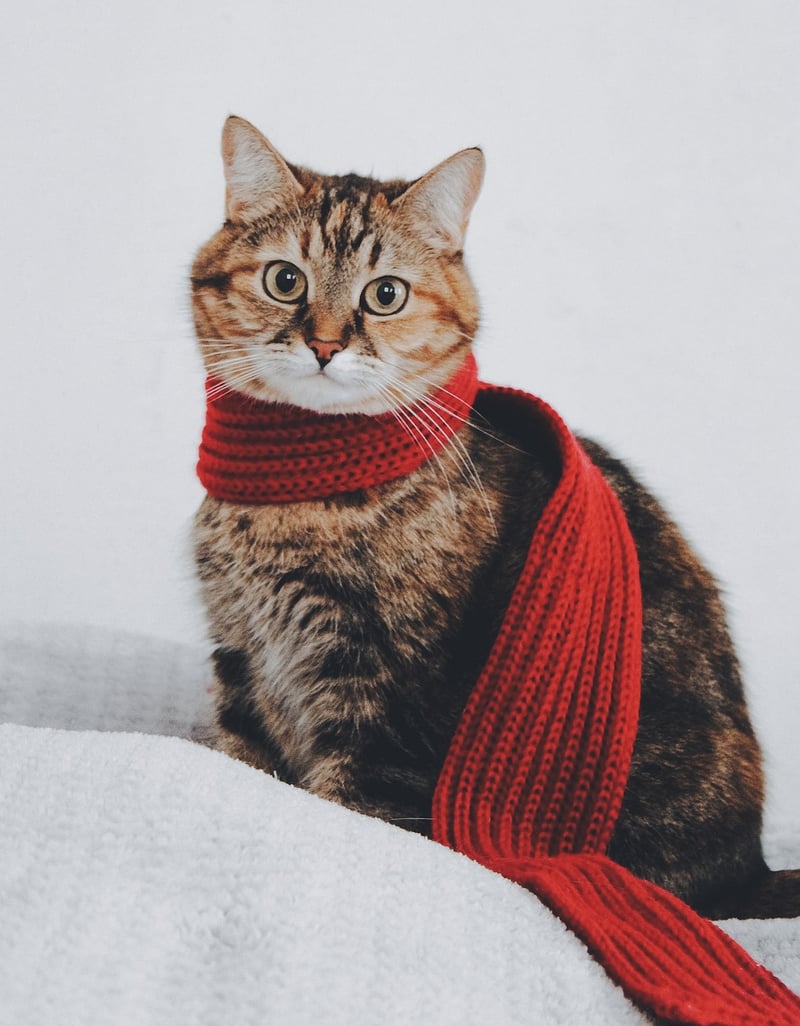 Hand-Knitted Scarves